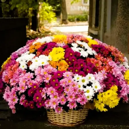 Сияние хризантем